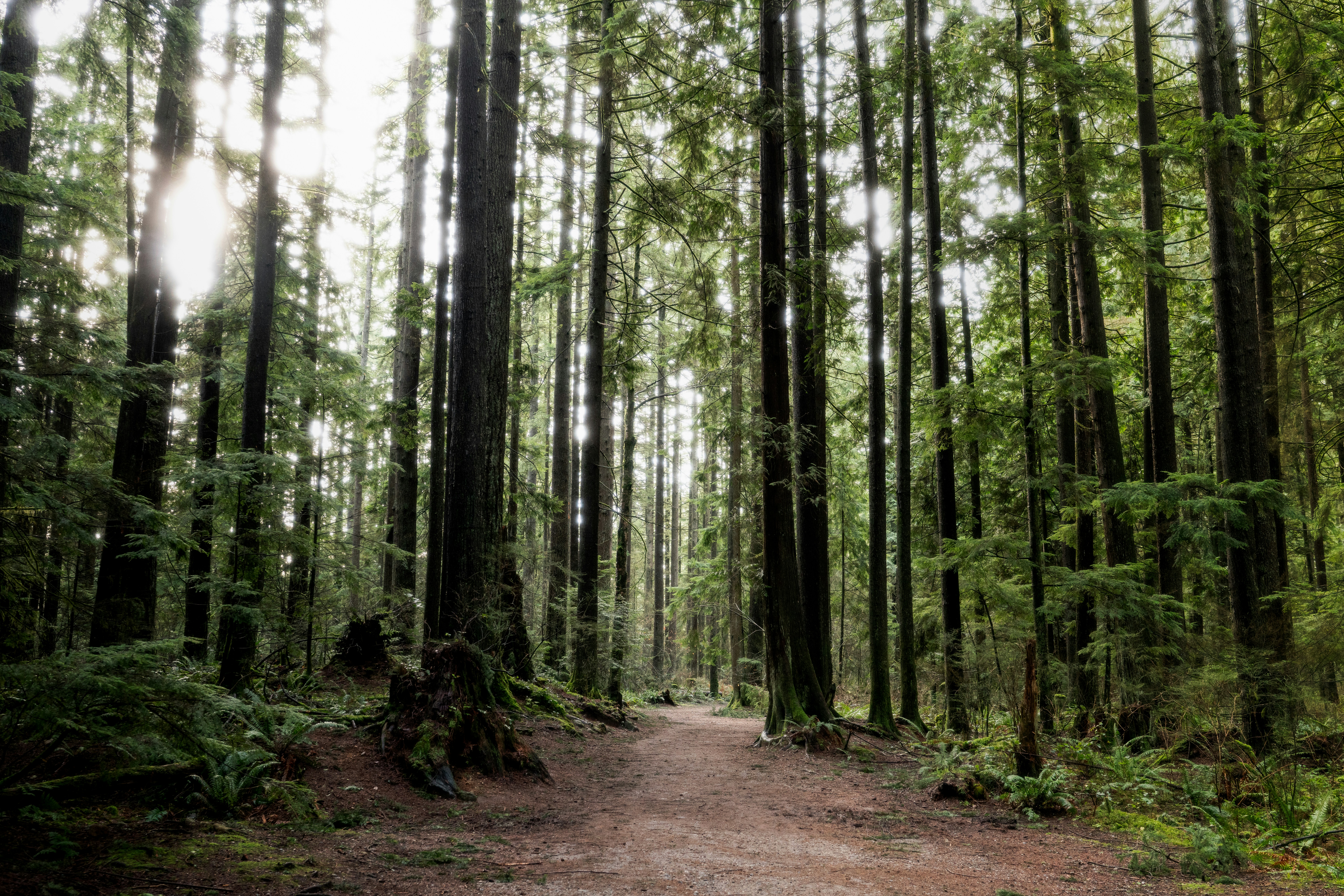 Nikhil Mitra Unsplash